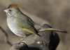 Pipilo chlorurus - rascador de cola verde - green-tailed towee